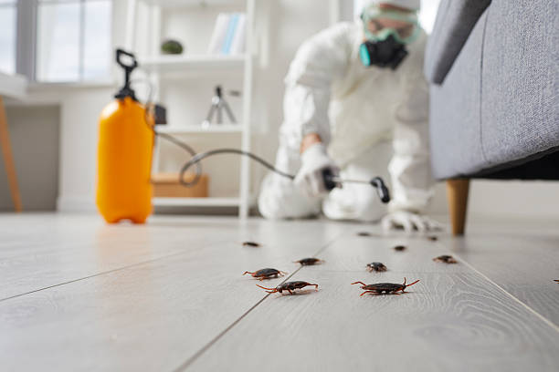 Affordable Termite Control solutions in Forest, MS